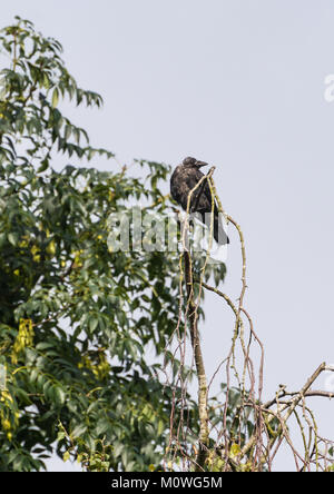 La prise d'un choucas juvéniles assis dans les branches d'un arbre. Banque D'Images