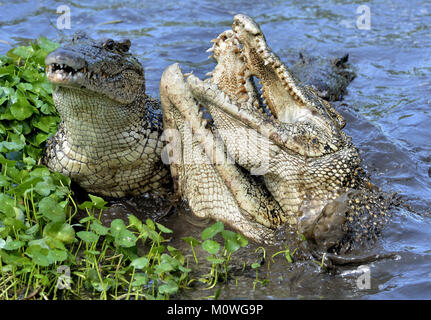 Crocodile attaque. Crocodile de Cuba (crocodylus rhombifer). Le crocodile de Cuba saute hors de l'eau. Cuba Banque D'Images