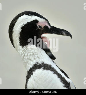 Manchot du Cap (Spheniscus demersus) avec bec ouvert Close up Portrait of African (Spheniscus demersus) . L'Afrique du Sud Banque D'Images