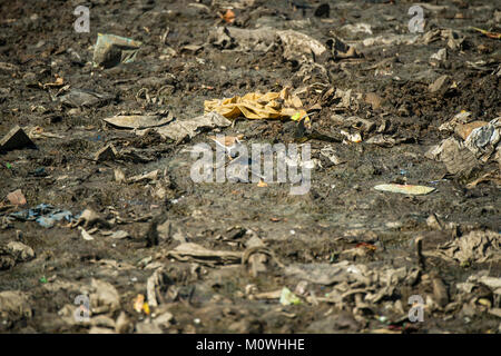 La Malad Creek abrite de nombreux oiseaux, mais malheureusement forte pollution menace leur existence, comme ce Petit Gravelot de nourriture Banque D'Images