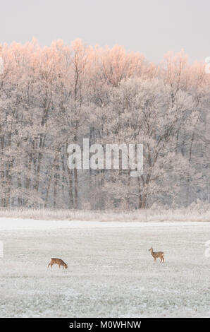 Photo verticale avec deux chevreuils. Les animaux sont sur le pré couvert de neige et de gel. Paysage hivernal de champ et arbres avec neige blanche. Haut Banque D'Images