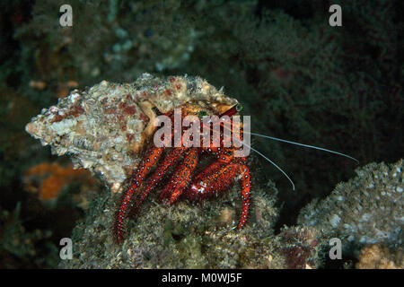 L'ermite à taches blanches (Dardanus megistos). L'île de Panglao, Philippines Banque D'Images