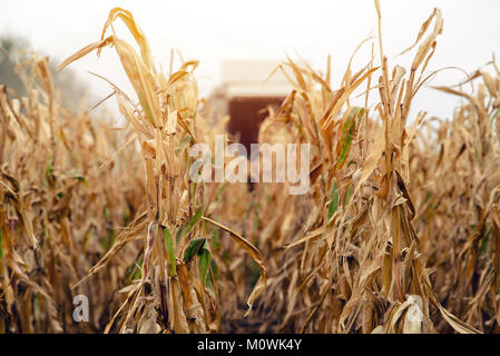 La récolte du maïs champ cultivé. Moissonneuse-batteuse, travaillant sur la plantation. Collecte machines agricoles de maïs mûr. Banque D'Images