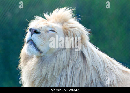 White lion (Panthera leo krugeri) Banque D'Images