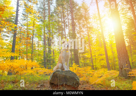 Funny chien japonais Akita Inu chiot de la forêt d'automne Banque D'Images