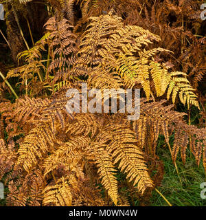 Feuillage d'automne jaune d'or de la fougère aigle (Pteridium aquilinum), Angleterre, Royaume-Uni. Banque D'Images