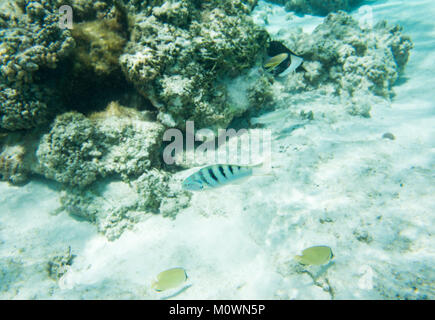 Sixbar wrasse, mouchetée médiocre et balistes picasso dans les récifs coralliens peu profonds au large de la côte de Yejele Plage à Tadine, Mare, Nouvelle Caledon Banque D'Images