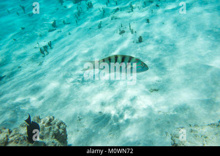 Sixbar wrasse et chirurgiens dans la barrière de corail au large de la côte de Yejele Plage à Tadine, Mare, Nouvelle Calédonie Banque D'Images