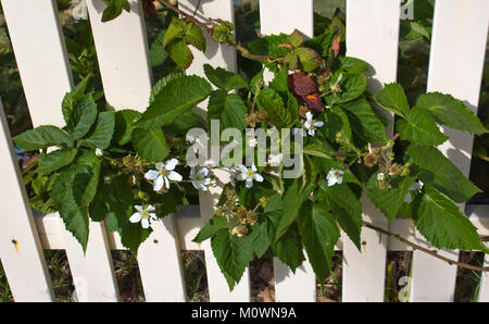 Fleurs blanches de Youngberry , un hybride complexe entre les trois espèces du genre Rubus- , les framboises, mûres, et dewberries de la famille des roses. Banque D'Images