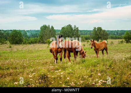 Trois chevaux rouge sur la floraison pré. Banque D'Images