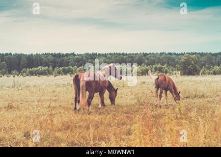 Trois chevaux rouge sur la floraison pré. Retro tonifiant. Banque D'Images