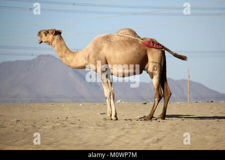 Chameau dans le désert près de la ferme à La Mecque. Banque D'Images