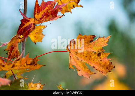 Feuilles d’automne Banque D'Images