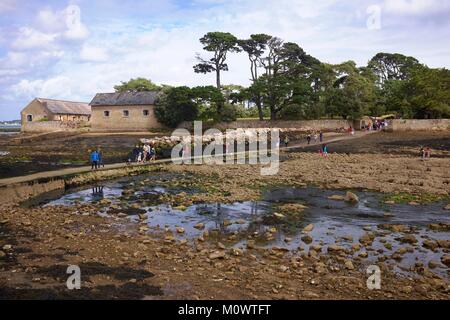 France,Morbihan,Golfe du Morbihan, larmor baden,passage à l'île de Berder à marée basse Banque D'Images