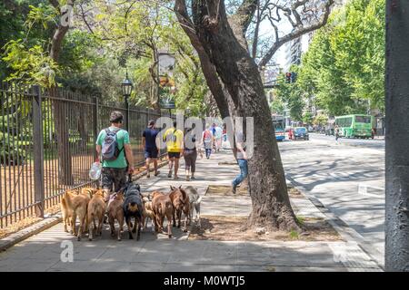 Argentine, province de Buenos Aires, Buenos Aires,dog walker Banque D'Images