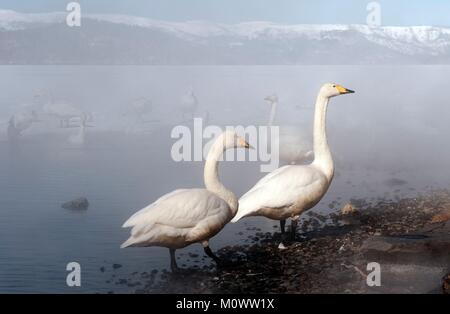 Le Japon, cygne chanteur (Cygnus cygnus) couple dans la brume Banque D'Images