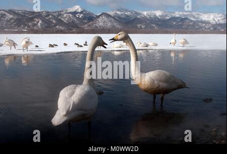 Le Japon, cygne chanteur (Cygnus cygnus) couple Banque D'Images