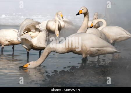 Le Japon, cygne chanteur (Cygnus cygnus) en hiver Banque D'Images