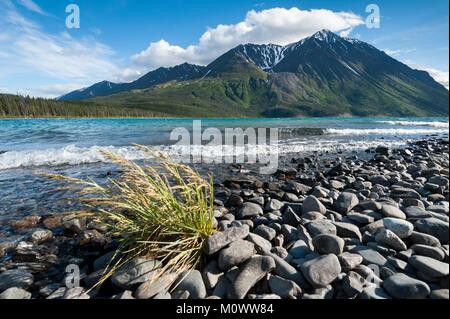 Le Canada, Territoire du Yukon, le parc national et réserve de parc national du lac Kathleen, Banque D'Images