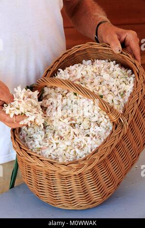 France,Alpes Maritimes,pegomas,La Colline des Mimosas,Jasmine picking Banque D'Images