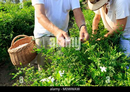 France,Alpes Maritimes,pegomas,La Colline des Mimosas,Jasmine picking Banque D'Images