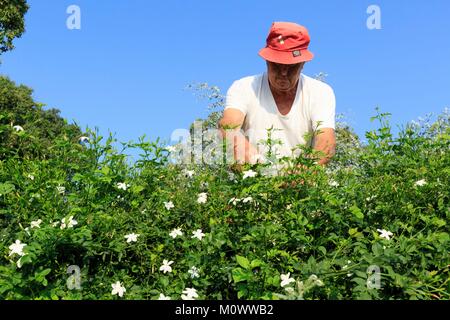 France,Alpes Maritimes,pegomas,La Colline des Mimosas,Jasmine picking Banque D'Images