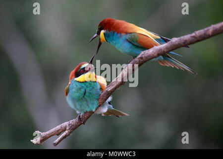 Bee eater Merops apiaster mâles femelles de l'un Banque D'Images