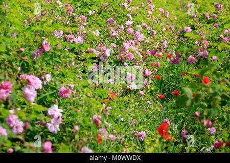 France,Alpes Maritimes,Grasse,Sebastien Rodriguez,producteur de rose de mai centifolia (),membre fondateur de l'association Fleurs d'exception du Pays de Grasse Banque D'Images