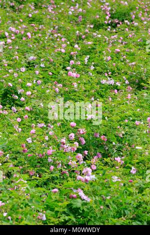 France,Alpes Maritimes,Grasse,Sebastien Rodriguez,producteur de rose de mai centifolia (),membre fondateur de l'association Fleurs d'exception du Pays de Grasse Banque D'Images