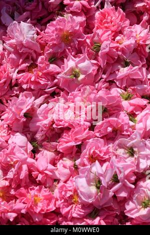 France,Alpes Maritimes,Grasse,Sebastien Rodriguez,producteur de rose de mai centifolia (),membre fondateur de l'association Fleurs d'exception du Pays de Grasse Banque D'Images