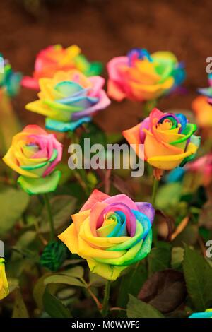 France,Alpes Maritimes,Grasse,célébration de la rose,Rose Centifolia 46ème Exposition Internationale de roses,Rainbowed par Peter van de Werken Banque D'Images