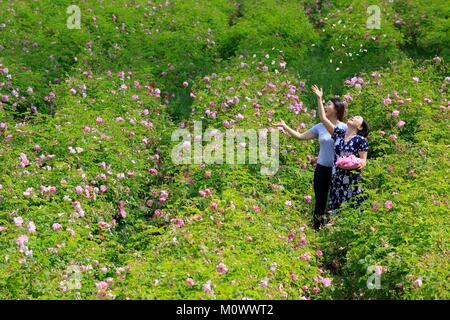 France,Alpes Maritimes, Grasse, les touristes dans les domaines de Sebastien Rodriguez,producteur de rose centifolia (mai), membre fondateur de l'association Fleurs d'exception du Pays de Grasse Banque D'Images