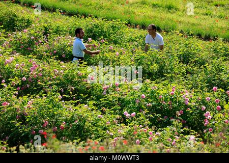 France,Alpes Maritimes,Grasse,Sebastien Rodriguez,producteur de rose de mai centifolia (),membre fondateur de l'association Fleurs d'exception du Pays de Grasse Banque D'Images