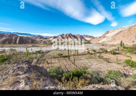 La province de Catamarca, Argentine,Taton oasis près de Fiambala Banque D'Images