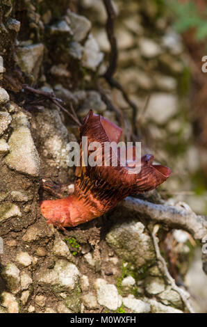 Brown, slimecap Chroogomphus rutilus, cuivre spike, la culture des champignons sauvages en forêt, Espagne Banque D'Images