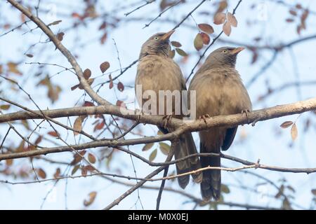 L'Inde, le Rajasthan, le parc national de Ranthambore, Jungle (Turdoides striata), Banque D'Images