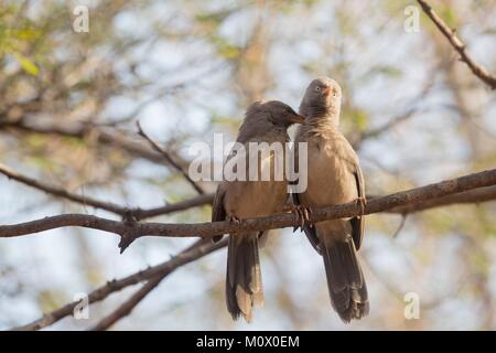 L'Inde, le Rajasthan, le parc national de Ranthambore, Jungle (Turdoides striata), Banque D'Images