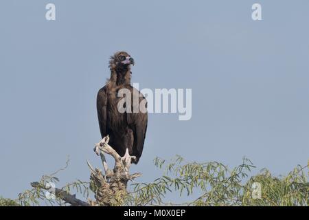 L'Inde, du Rajasthan, Bikaner, Cinereous vulture (Platycnemis monachus), perché sur un arbre Banque D'Images