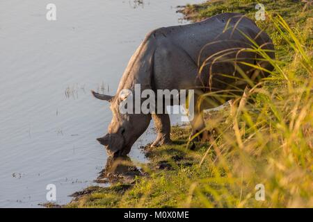 L'Inde, l'état de l'Assam, le parc national de Kaziranga, asiatique ou rhino à une corne de rhinocéros indien ou rhinocéros à une corne (Rhinoceros unicornis), d Banque D'Images