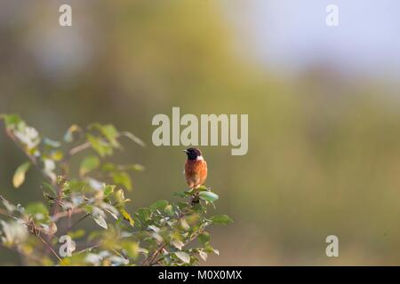 L'Inde, l'état de l'Assam, le parc national de Kaziranga, une commune africaine ou stonechat stonechat (Saxicola torquatus), mâle adulte, perché Banque D'Images