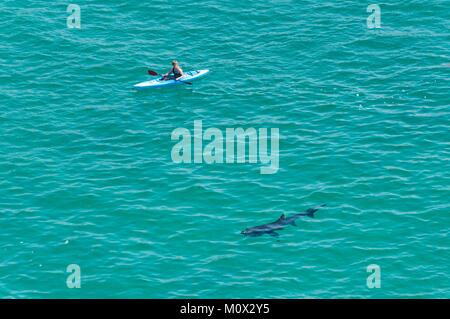 Royaume-uni, Cornwall, plage de Porthcurno, kayak et le requin pèlerin (Cetorhinus maximus) Banque D'Images