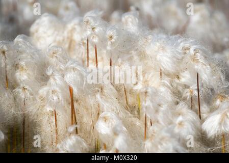 Le Groenland,Sermersooq,Lidköping,linaigrette (Eriophorum angustifolium) Banque D'Images