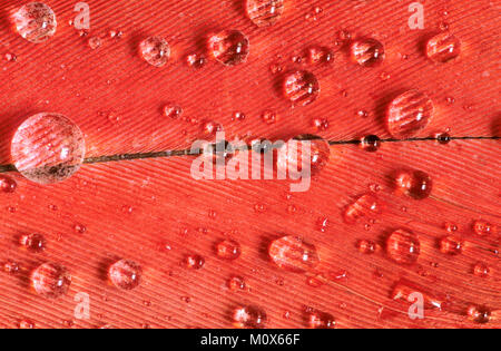 Flamant du Chili, avec détail des plumes (Phoenicopterus chilensis waterdrops / Chile-Flamingo Federdetail |), / (Phoenicopterus chilensis) Banque D'Images