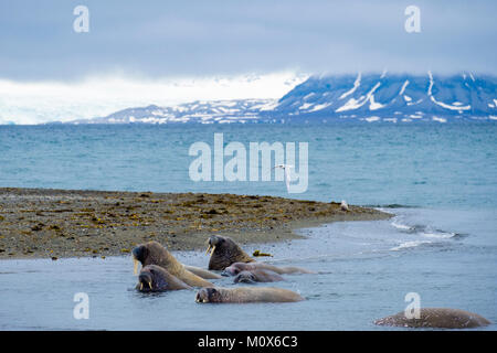 Sterne arctique survolant le morse (Odobenus rosmarus) Nager en mer en été. L'île de Spitsbergen, Svalbard, Norvège, Scandinavie Banque D'Images