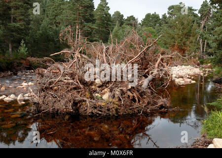 Les arbres déracinés, une partie de la les dommages causés par la tempête Frank dans le nord-est de l'Ecosse à la fin de décembre, 2015 Banque D'Images