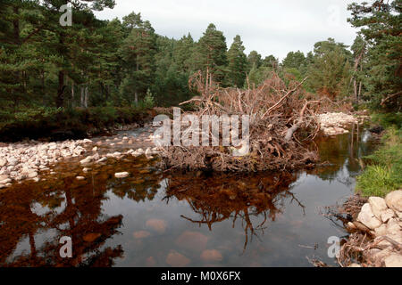 Les arbres déracinés, une partie de la les dommages causés par la tempête Frank dans le nord-est de l'Ecosse à la fin de décembre, 2015 Banque D'Images