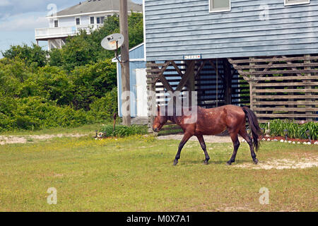 NC01414-00...CAROLINE DU NORD - L'un des semi-sauvages chevaux banquier balade au cœur d'un issolated beach side communauté sur les bancs extérieurs, au nord de Corrol Banque D'Images