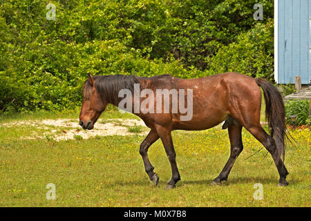 NC01415-00...CAROLINE DU NORD - L'un des semi-sauvages chevaux banquier balade au cœur d'un issolated beach side communauté sur les bancs extérieurs, au nord de Corrol Banque D'Images