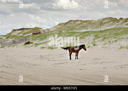 NC01421-00...CAROLINE DU NORD - L'un des semi-sauvages balades chevaux banquier la plage de sable à proximité d'un issolated beach side communauté sur les bancs extérieurs, pas de Banque D'Images