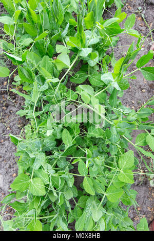 Pois de Bush sur le fond, vu de dessus, Close up Banque D'Images